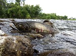 river, fish, fishing
