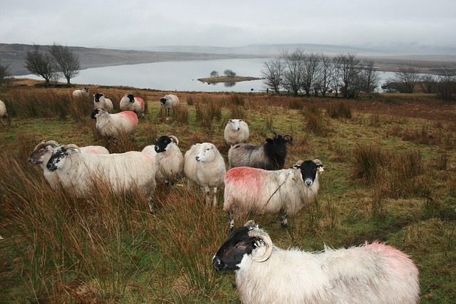 Die Schafe, Irland, Donegal, Bauernhof