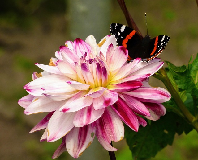 Free Dahlia Beautiful Flowers photo and picture