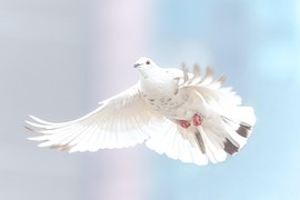 Free Dove Bird photo and picture