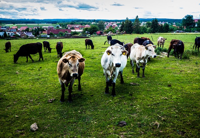 Free Cow Farm photo and picture