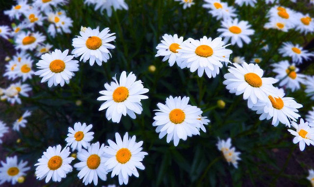 Free Flower Flower Background photo and picture