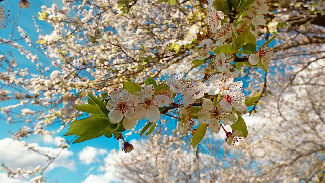 Free Tree Bloom photo and picture