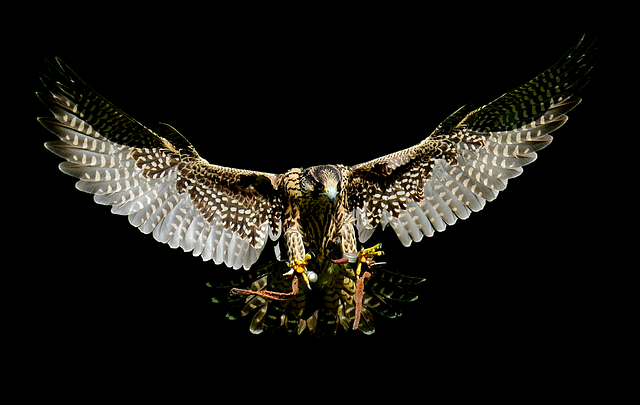 Free falcon approach prey illustration