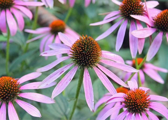 Free Flower Purple photo and picture