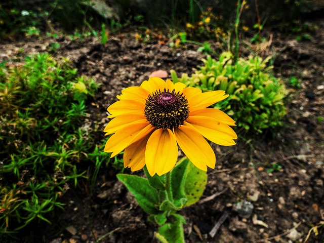 Free Flower Green photo and picture