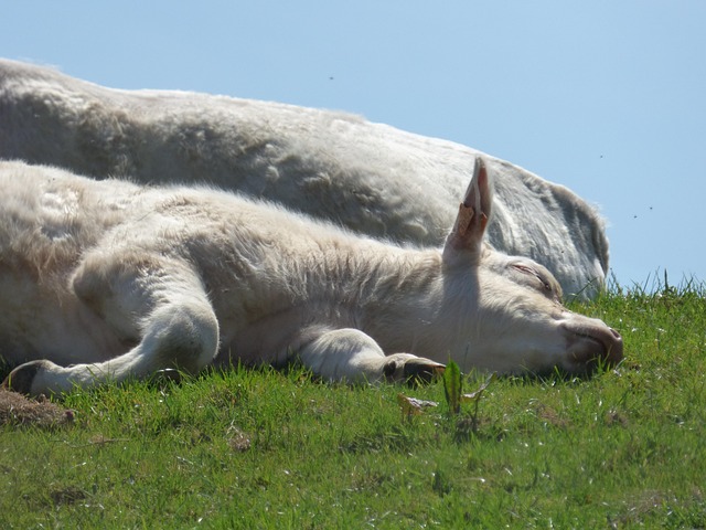 Free Cow Calf photo and picture
