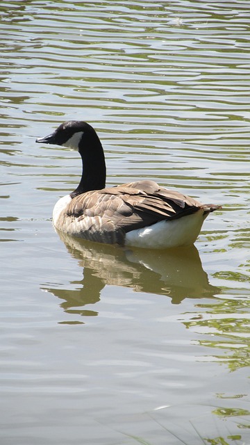 Free Duck Landscape photo and picture