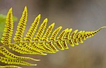 fern leaf, fern, green