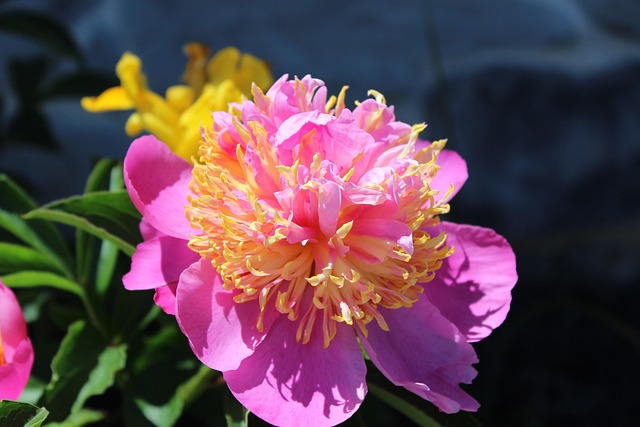 Free Pink Flower Background photo and picture