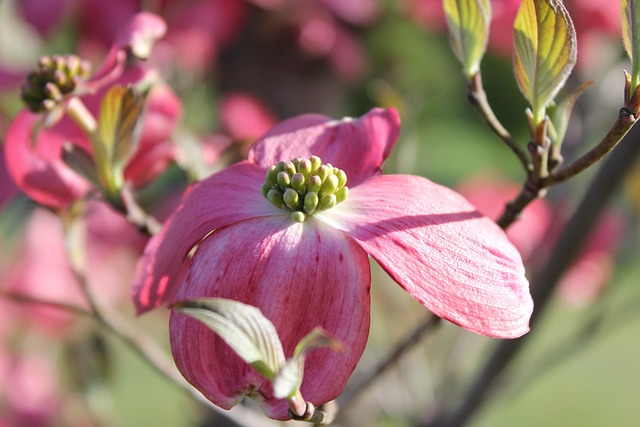 Free Pink Dogwood photo and picture