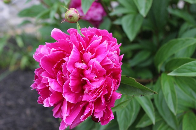 Free Pink Flower Wallpaper photo and picture