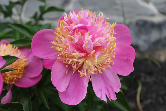 Free Pink Peony photo and picture