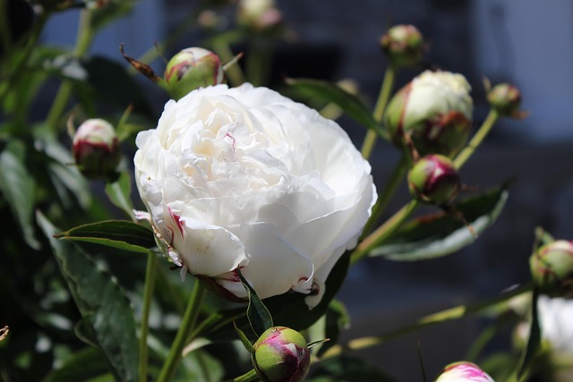 Free White Beautiful Flowers photo and picture