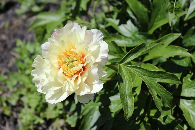 Free White Peony photo and picture