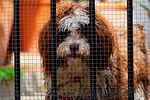 dog, net, hence