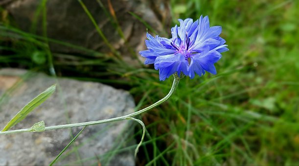 Fleur, Bleuet Des Champs, Fleur Sauvage