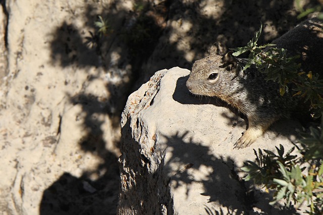 Free Grand Canyon Squirrel photo and picture