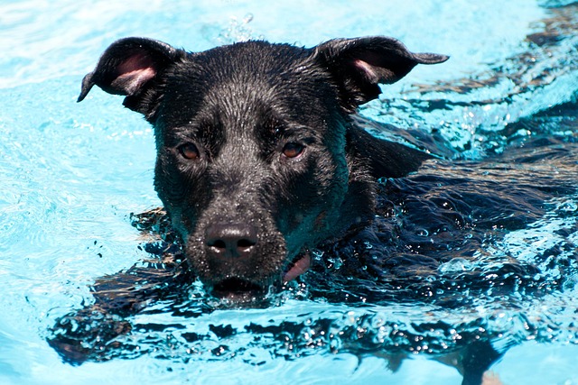 Free Dog Swimming photo and picture