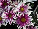 aster, white, reddish