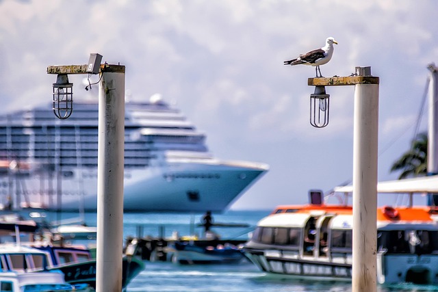 Free Ship Bird photo and picture