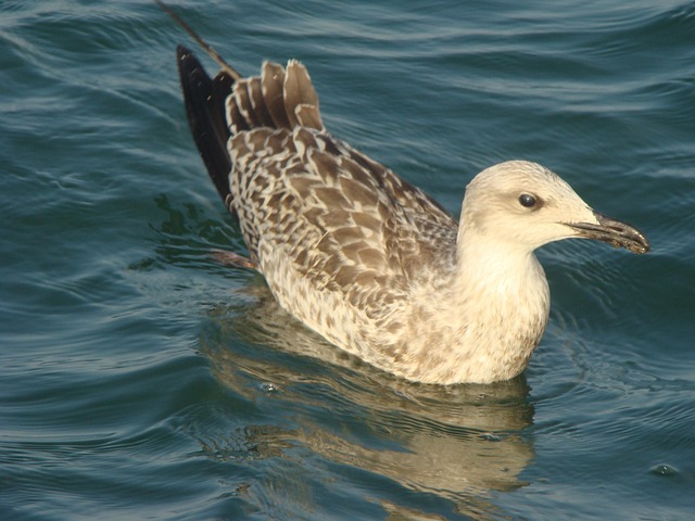 Free Seagull Nature photo and picture