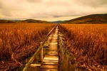 landscape, field, agriculture