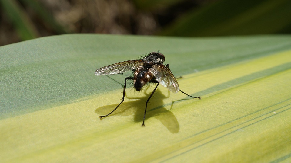 Macro Fly Insect Picture Insect Macro Fly - Free photo on Pixabay - Pixabay