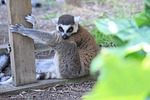 lemur, leanimal, animal portrait