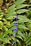 bellflower, blossom, bloom