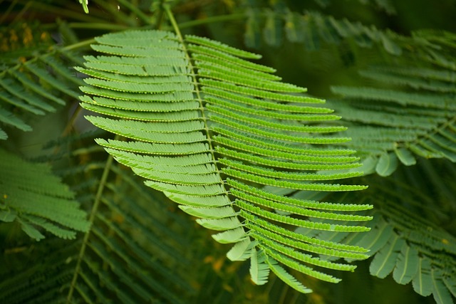 Free Peacock Flower Leaf Fern Like photo and picture