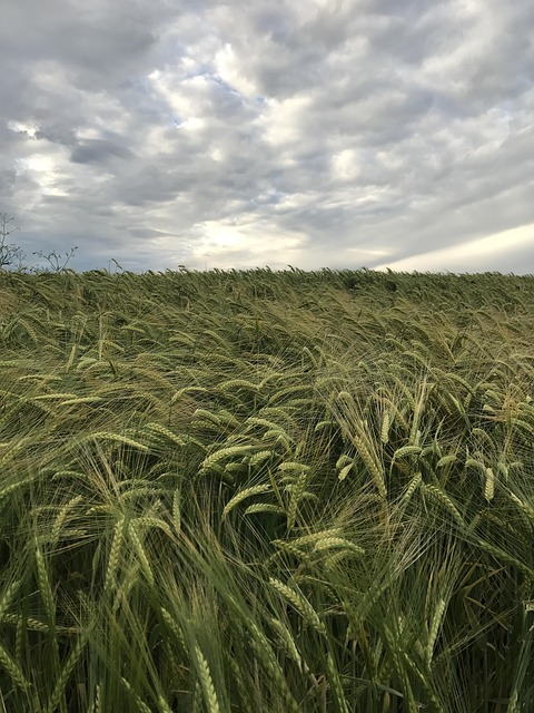 Free Landscape Grain photo and picture