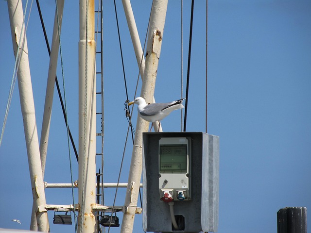 Free Dornumer Siel North Sea photo and picture