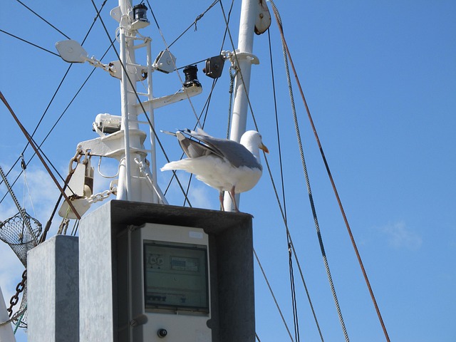 Free Dornumer Siel North Sea photo and picture