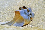 backhoe bucket, blade, excavators