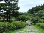 tree, trees, grass