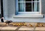 ducks, ducklings, walking