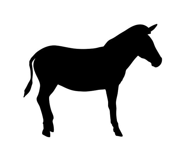 Download free HD stock image of Zebra Animal Free zebra animal nature vector