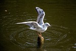 seagull, water, river