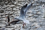 seagull, water, fly