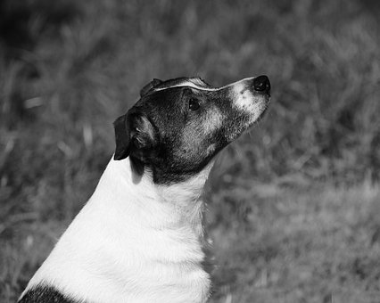 Hund, Dyr, Kæledyr, Husdyr, Natur