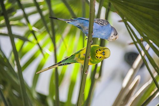 Free Budgie Animal photo and picture