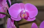 flower orchid, violet colour, decoration