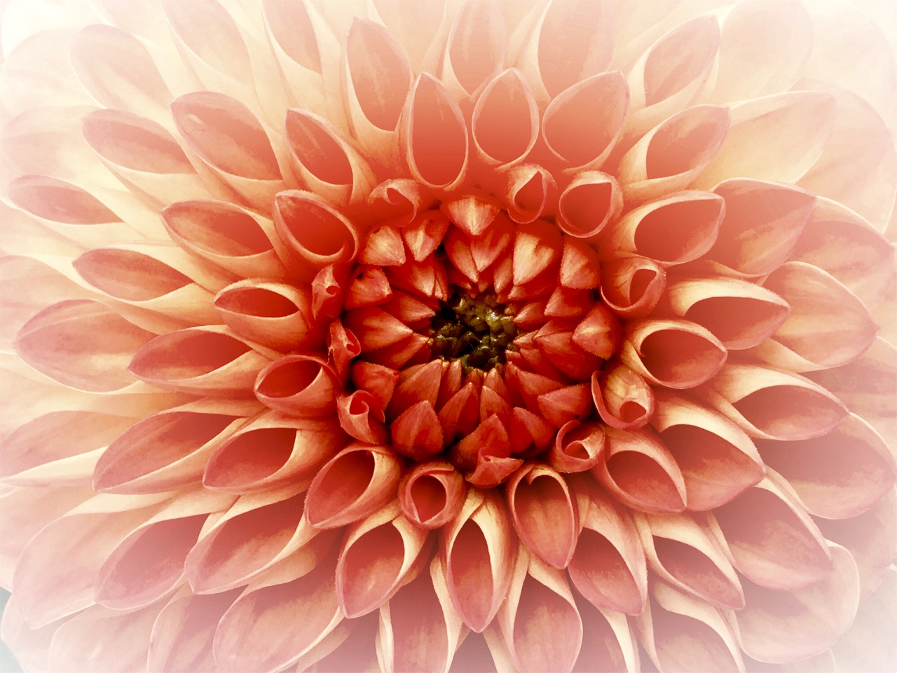 Dahlia - free online jigsaw puzzle photo