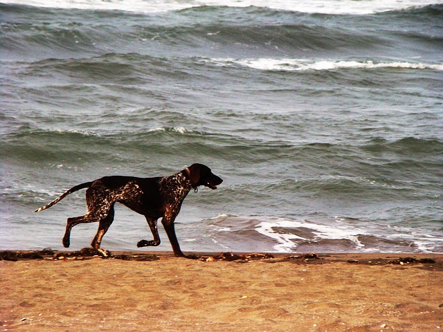 Free Dog Sea photo and picture
