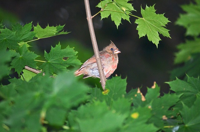 Free Bird Branch photo and picture