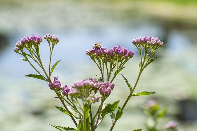 Free Bee Flower photo and picture