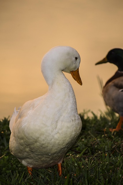 Free Duck Sunset photo and picture
