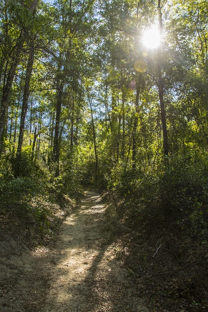 Free Trail Sunrise photo and picture