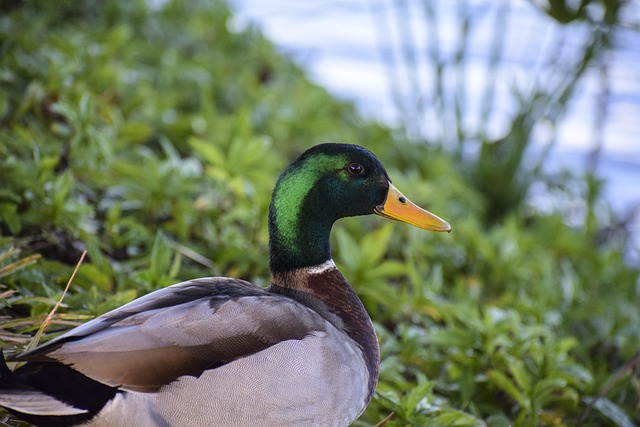 Free Mallard Duck photo and picture